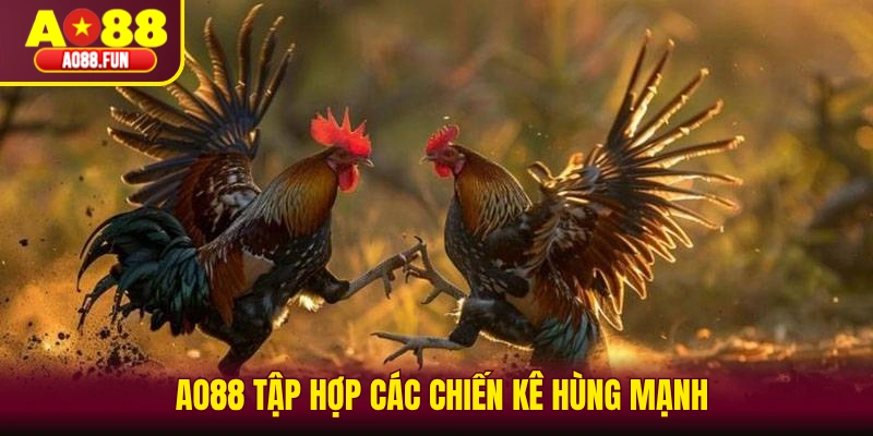AO88 tập hợp các chiến kê hùng mạnh